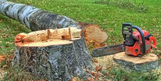 How Our Tree Care Process Works  in  Ricardo, TX