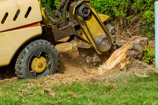 How Our Tree Care Process Works  in  Ricardo, TX