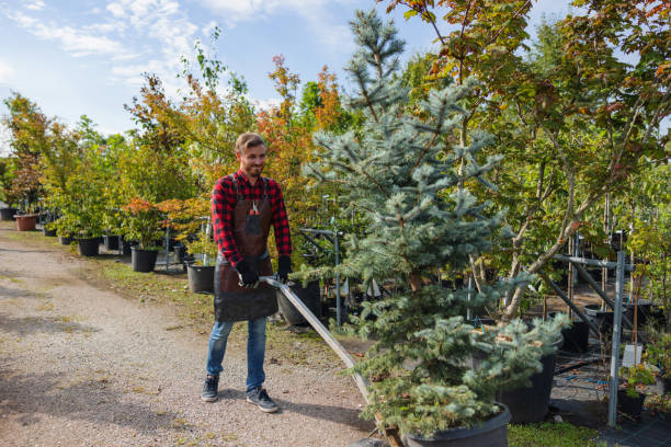 Trusted Ricardo, TX Tree Services Experts
